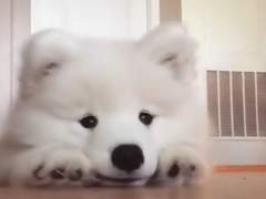 집착 말랑강쥐 길들이기 1