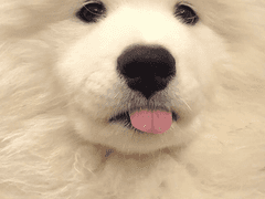 집착 말랑강쥐 길들이기 10