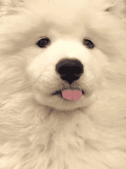 집착 말랑강쥐 길들이기