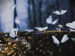 마르코만 죽은 모비딕에 온 마르코만 산 세계의 마르코3