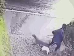 네테이얌 드림- 육아