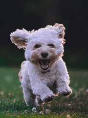 양손에 집착광공