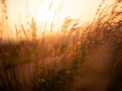 [강시아/1학년/女]