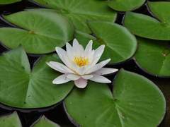 하네무라 나츠메