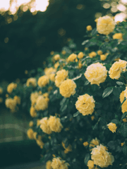 감자밭에 장미 심기