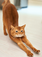 소설가작가소개