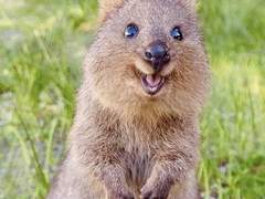 쿼카의 등장 2 (완)