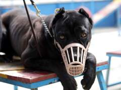 입마개 찬 강아지 토마스 뒤에 더 쓴거