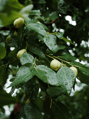 사랑나무 대추 걸렸네