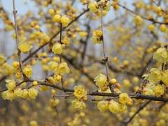 wintersweet
