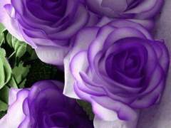 보라 장미, 노란 장미 (2화)