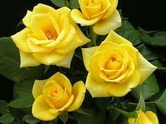 보라 장미,노란 장미(1화)