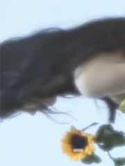 우시지마 와카토시를 유혹하는 방법