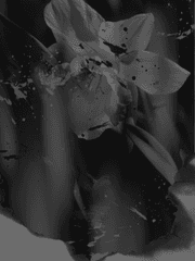 나를 은애하고, 나를 죽여다오