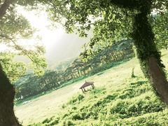 천자만홍(千紫萬紅)