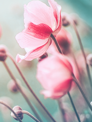 [도위소병] 화원