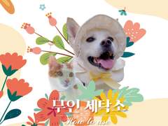 가격 / 공지사항