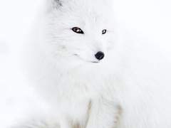 무장탐정사의 유사 가족이 되었다 中