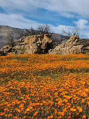 혁명 성공의 그 날까지