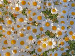 페이스 오프 외전2