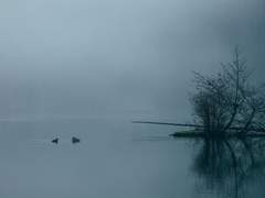 안개 낀 호수 아래에서