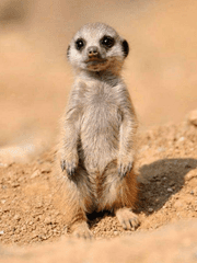 악역 서브 가이드로 살아남기