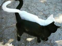 다프네와 클로드