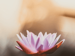 [대만태섭] 겨울에도 꽃은 핍니다 中