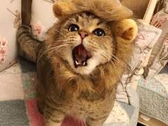 [주술회전] 길을 잃었을 뿐인데 16