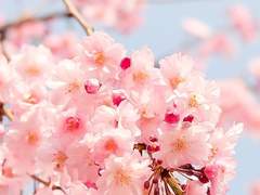 하루노 아사/19/XY