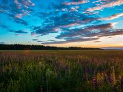 고립된 광야 (3)