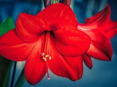 비비아나 L. 히비스커스