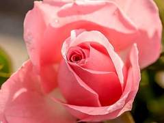 티페리트/교사/XX