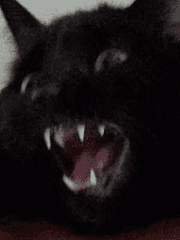 주술사가 예민한 게 뭐, 불만있어?