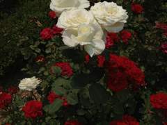 참가자 프로필 및 피알