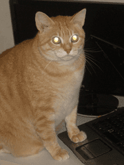 앙상블 스타즈!!