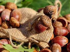 은소원/Xx/28/다람쥐 인수