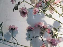 다복팔당多福八堂