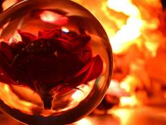 나는 입에 꿀을 물고