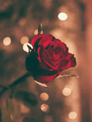 단편 소설 시리즈