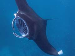 하늘 바다의 가오리