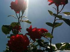 다복팔당多福八堂