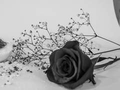 시기는 이성을 집어삼키고,