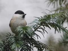 히가시카와카미 리히토 / 7 / XY