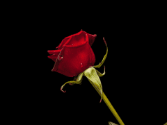 장미 같은 사랑 Ep.1