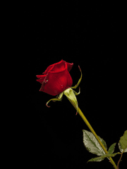 장미 같은 사랑