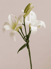 [진슙]옆집 언니