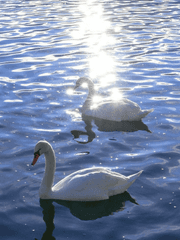 Avery Richter, 加賀谷 南子