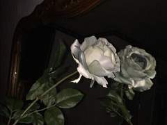 흰 장미 한송이.