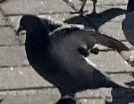 새대가리의 로맨스 일지!